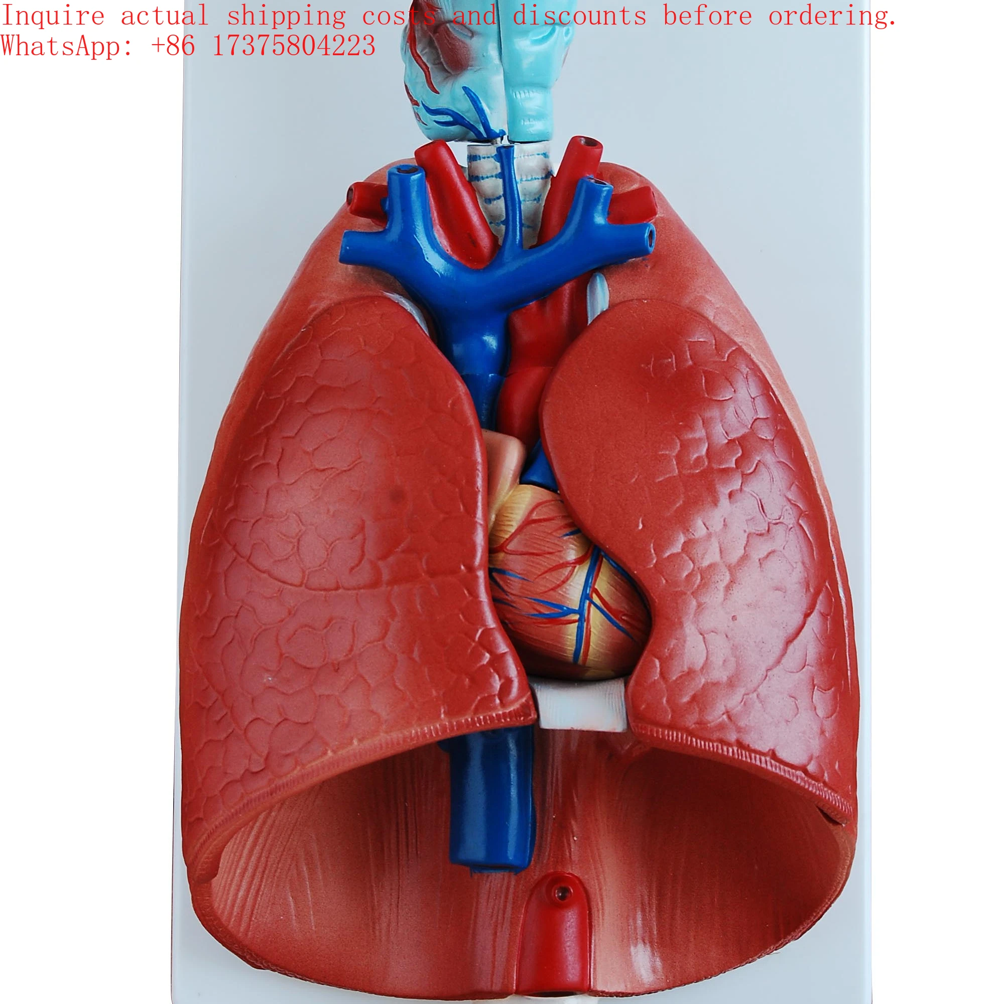2026 7-Part Plastic Larynx Heart Lung Model Anatomical Skeleton for Medical Science Training