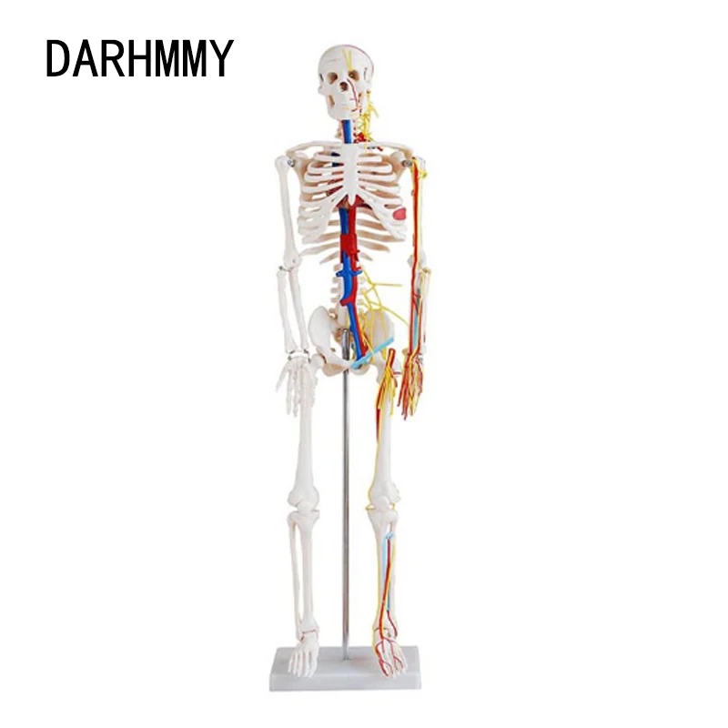 DARHMMY Anatomical Model 1/2 Life Size 85cm Human Skeleton Include Nerve Blood Vessels,Heart Medical Science Teaching Resource