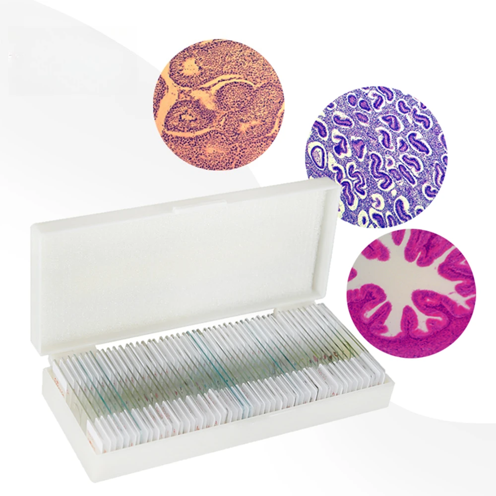 100PCS Prepared Microscope Slides Specimens Middle School Medical Lab Pathology Use