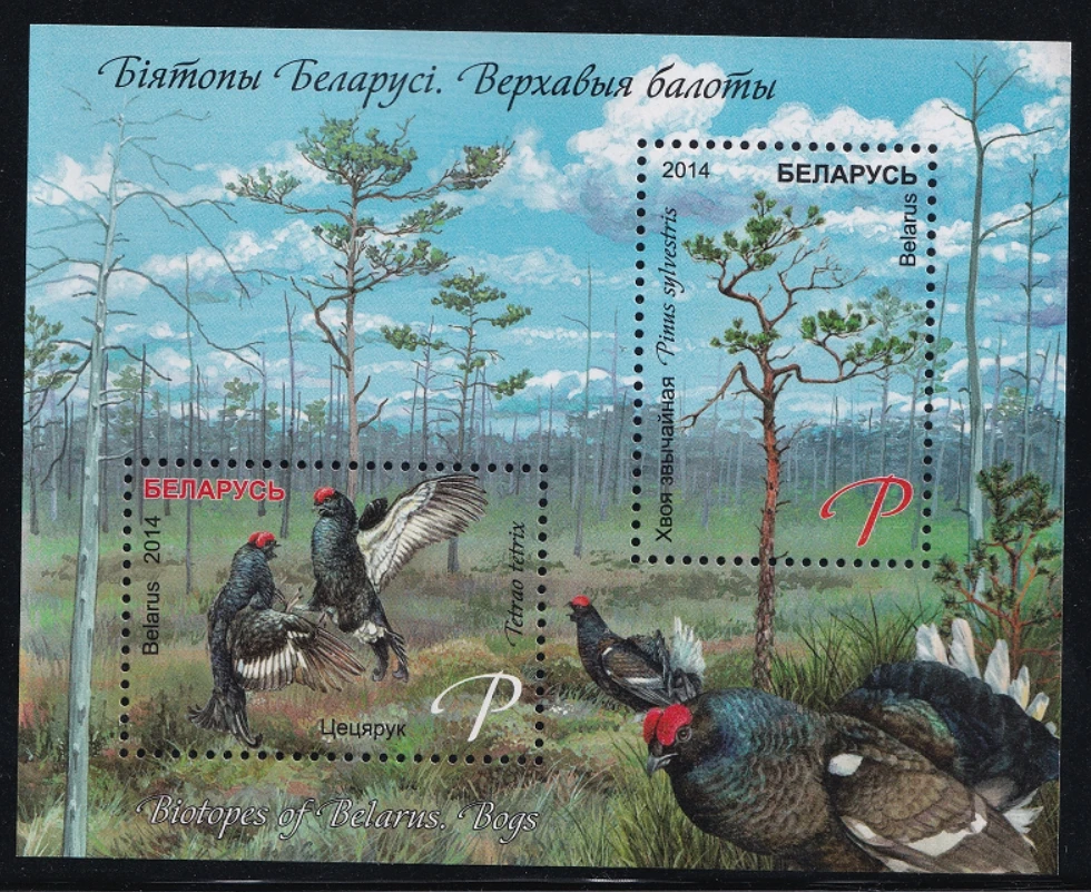 

Почта Беларусь Почтовые марки Почтовые расходы Год 2014 Рассказ природы Черная курица Пинус Сильверис 1 лист 2 Новые коллекционные почтовые марки