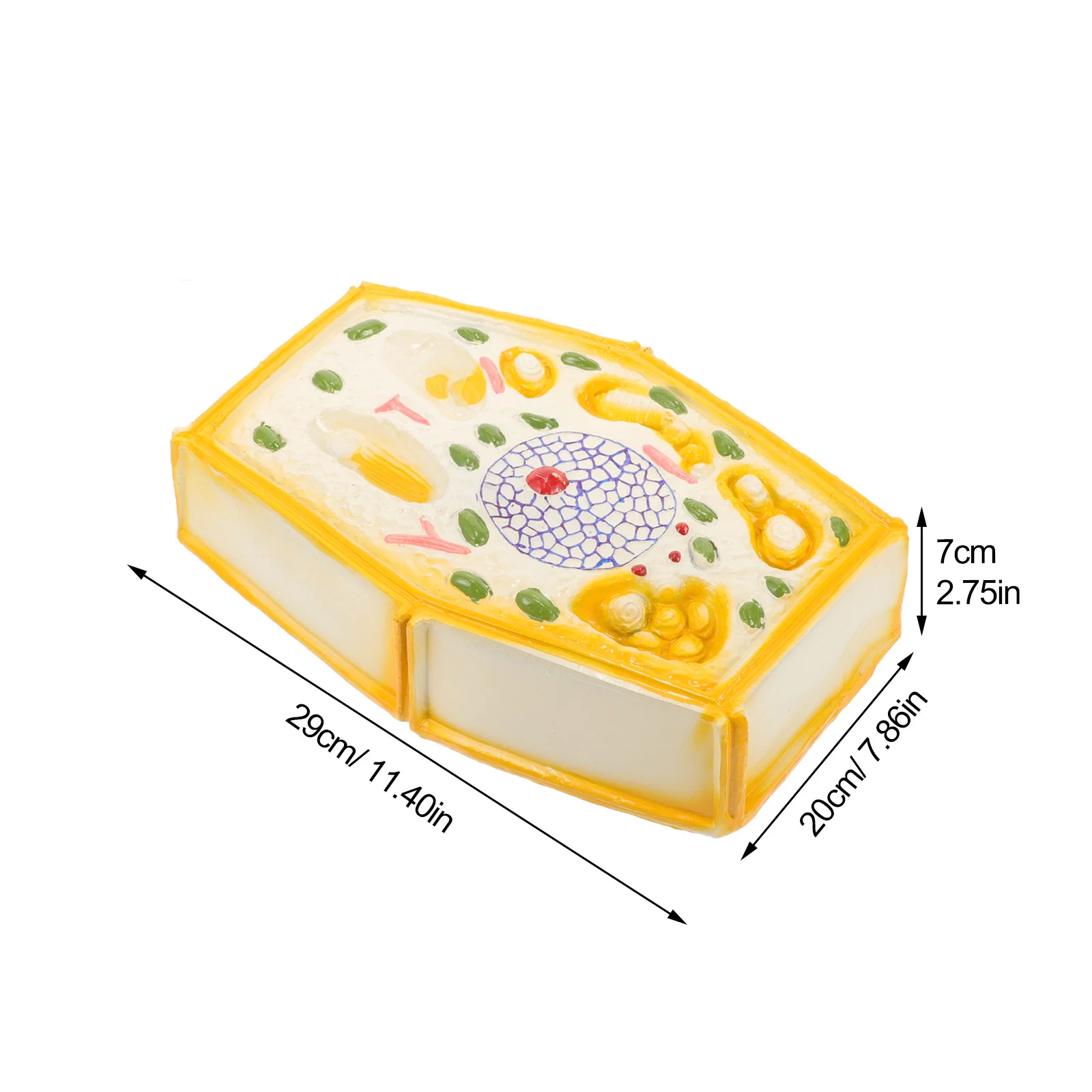 Plant Cell Model Plants Teaching for Biological Biology Plastic Anatomical Office School Supplies