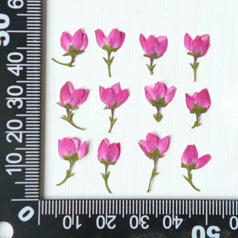 40 قطعة/1-1.5 سنتيمتر ، رأس زهرة صغيرة مضغوطة الطبيعة ، زهور مرافقة لتقوم بها بنفسك ماكياج الوجه بالتنقيط الغراء جراب هاتف المرجعية إطار صور النبات