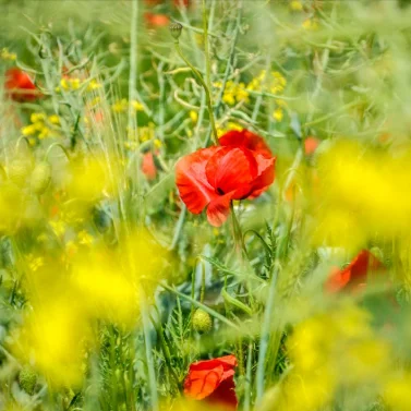 

Электрический нагревательный коврик для мыши, дисплей, температура, подогрев, коврик для мыши, настольный коврик, сохраняет тепло руки для зимы, офисный компьютерный стол, клавиатура