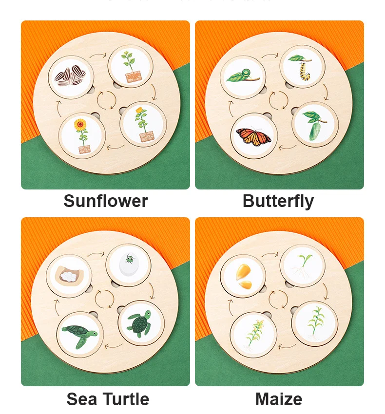 Montessori Hewan Siklus Hidup Permainan Anak-anak Alat Pengajaran Gaya Hidup Tahap Pertumbuhan Hewan Siklus Pendidikan Mainan Terbuka