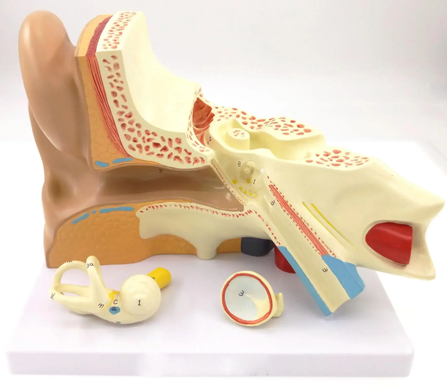 PVC 3 Part Human Ear Anatomy Medical Model Teaching Aid with Removable Sections Structure Model