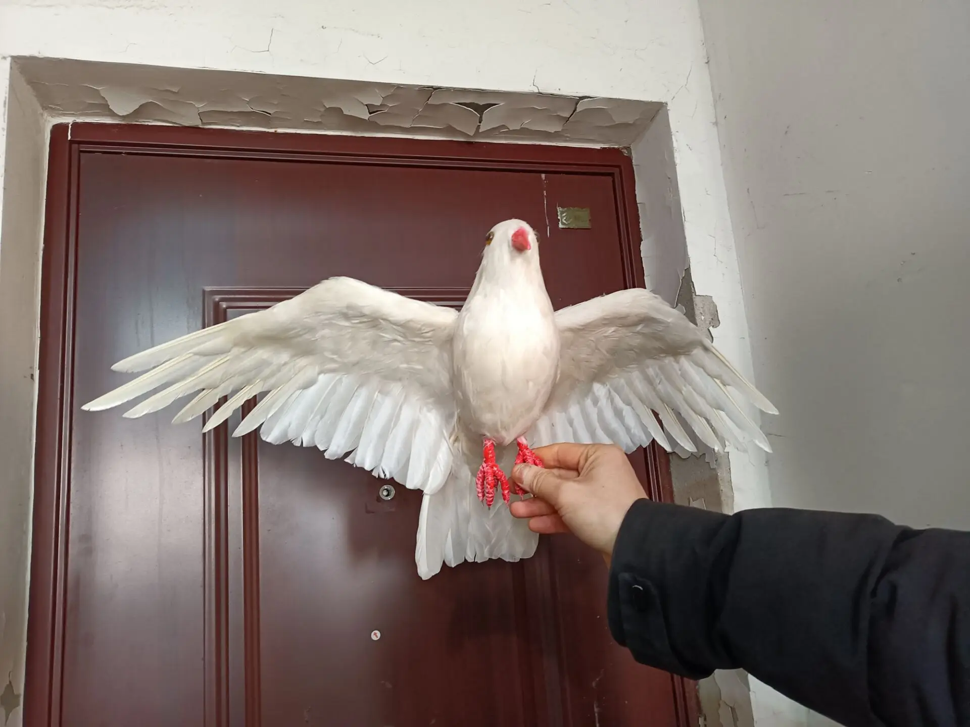 big real life wings pigeon model foam&feather white dove bird about 45x70cm xf2898