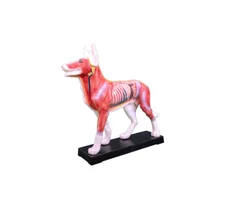 Medical Education animal  dog  Acupuncture Model Anatomy Model