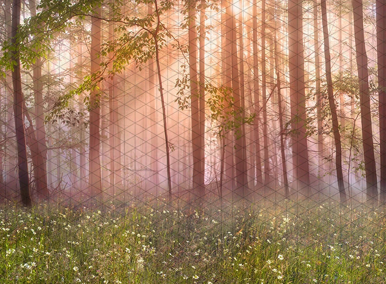 

Johnson Meadow Morning Tree Forest Grass backdrops High quality computer print wedding Photography Studio Backgrounds