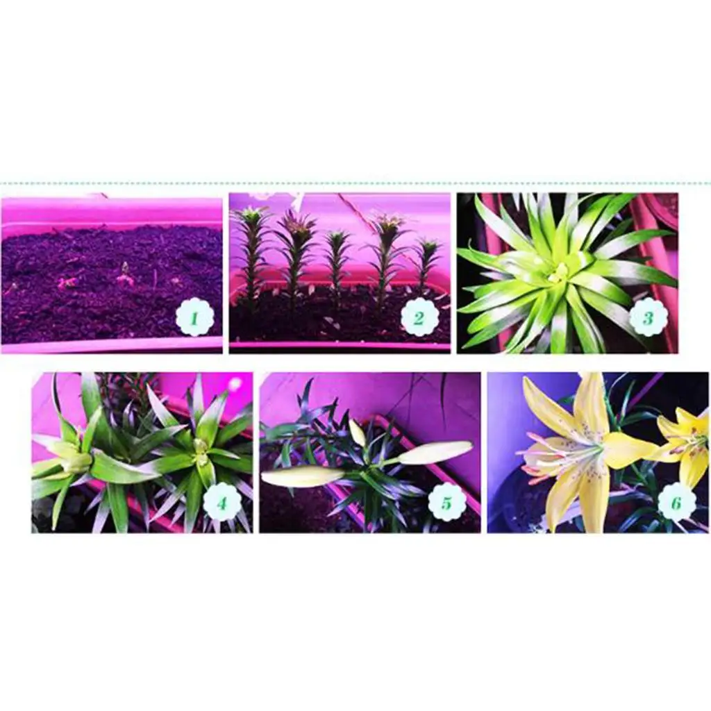 Indoor Plant Grow Light E27 LED Bulb Red Blue Spectrum Grow Lamp for Home Plants Photosynthesis Support Winter Use