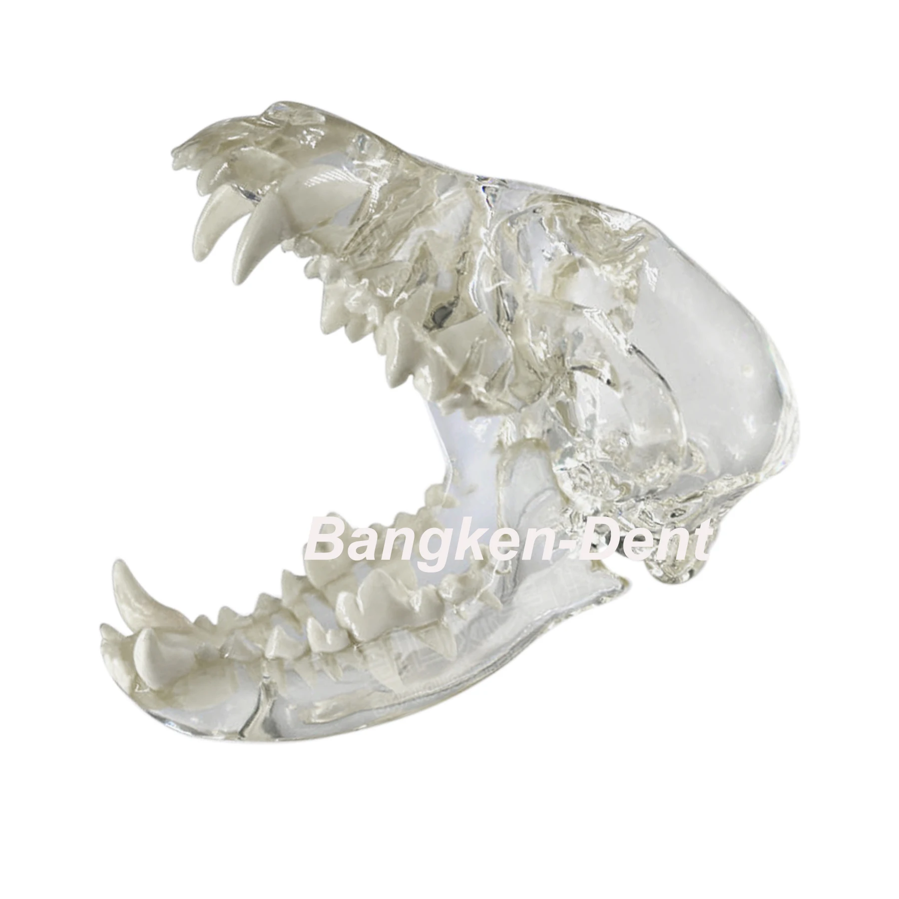 

Dental Full Dog Head Oral Clear Teeth Model Pet Clinic Anatomical Tooth Jaw Canine Veterinary Education Decoration Demonstrate