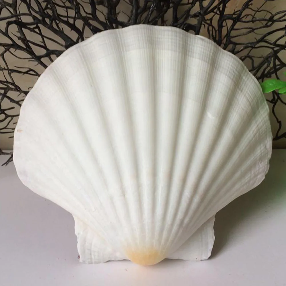 6pcs natural white Conch sea shell white scallop shell for fish tank decoration or gift