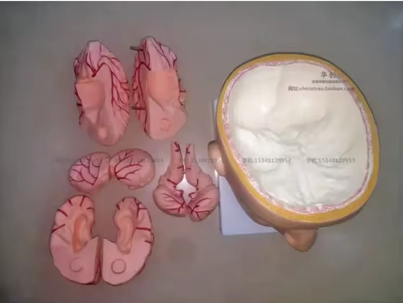 Advanced brain with arteries on head model,Teaching model head brain anatomical model natural size  brain with arteries model