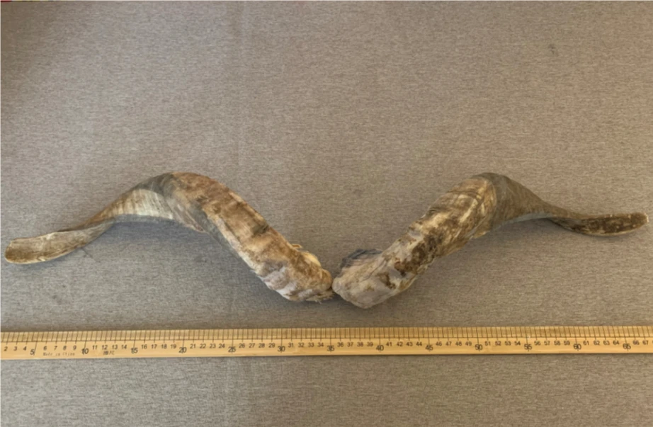 Authentic Qinghai Screw Sheep Horn Material - Natural Capricorn Horn, Ideal for Crafting Sram's Horn Accessories