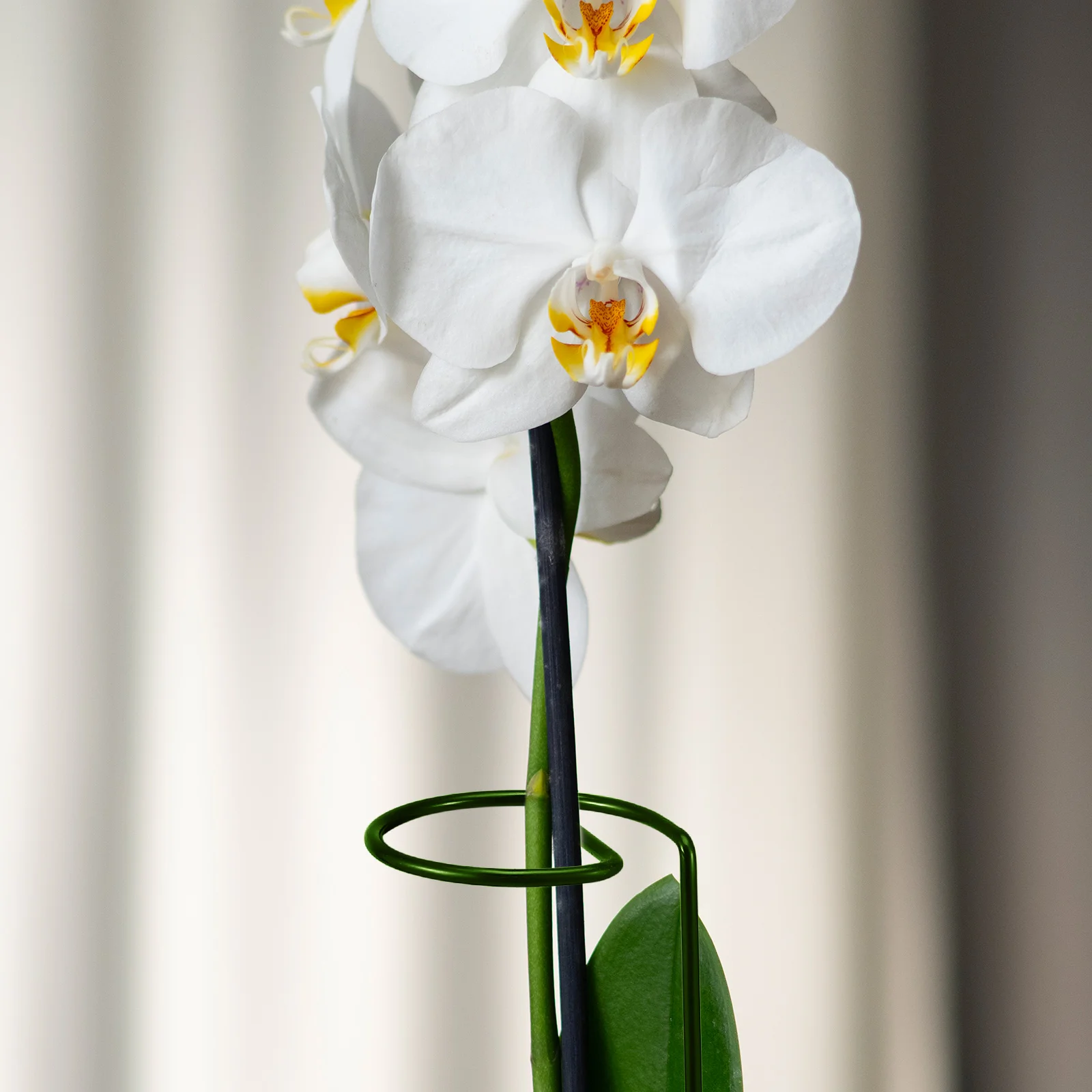 

6pcs Orchid Support Stakes Metal Plant Trellis Durable Garden Stem Pole Outdoor Flower Vine Support for Potted Plants