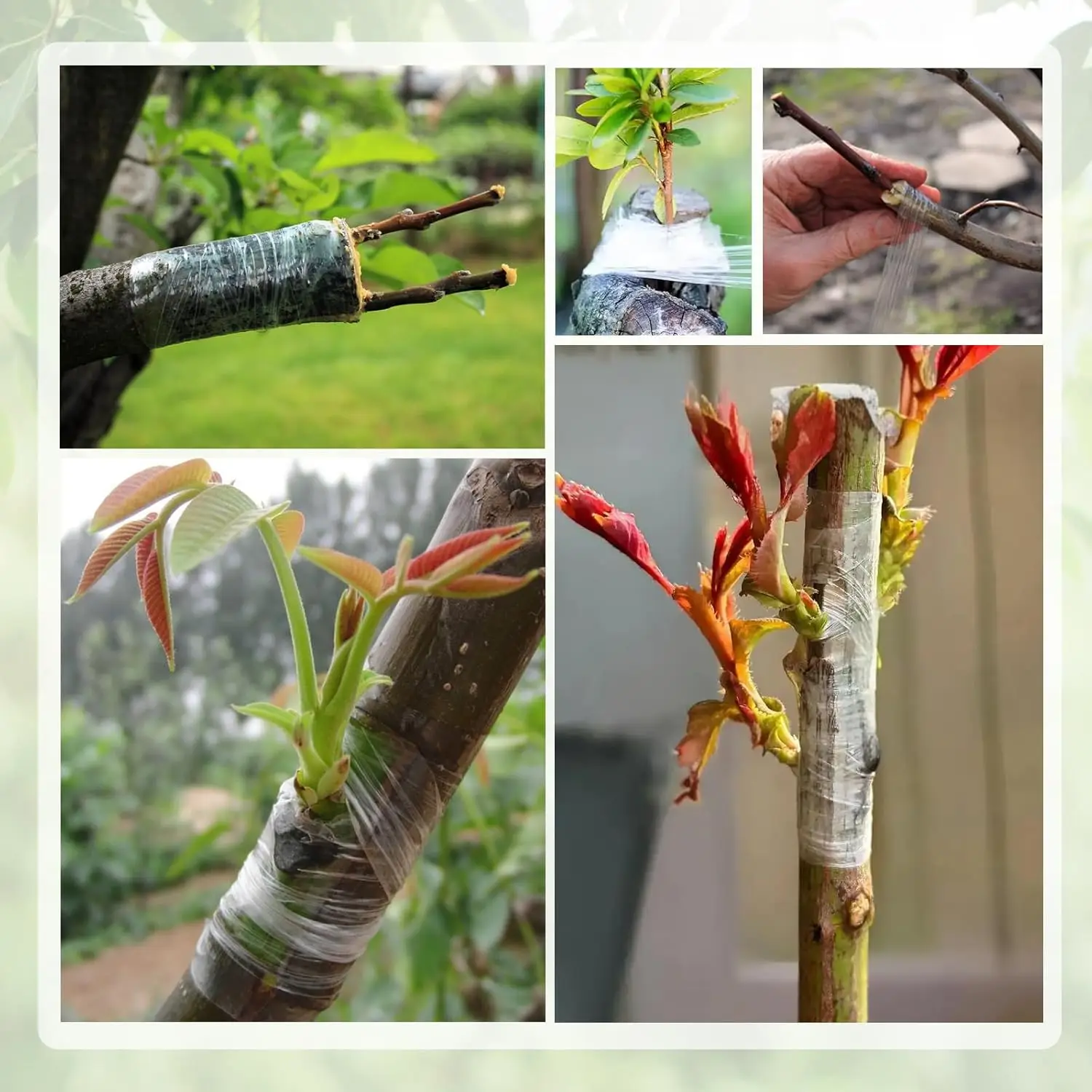 Transparent Grafting Film Stretchable Self-Adhesive Tree Grafting Tape, Fruit Tree Repair Tape, Plants, Broken Stems, Flowers