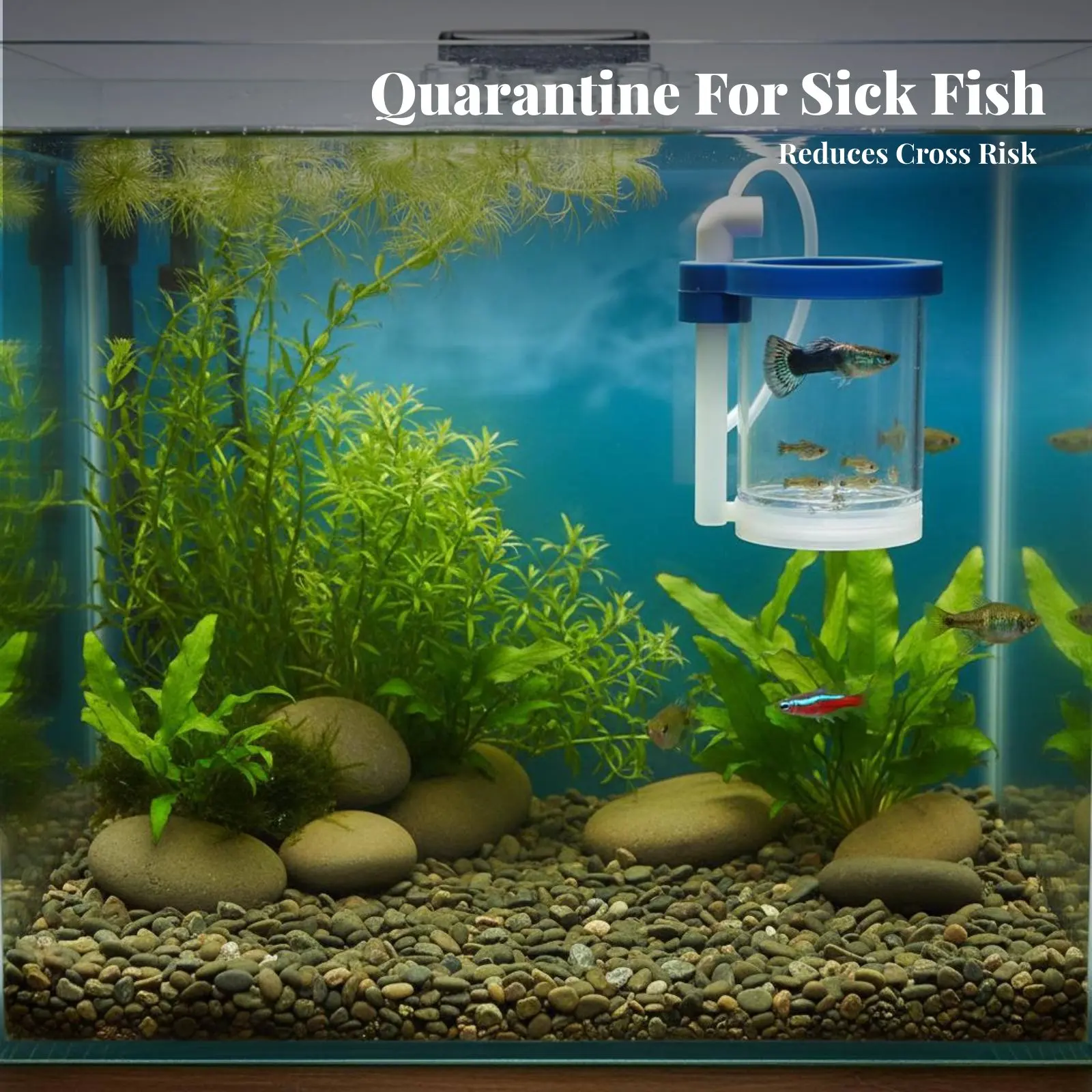 Guppy Breeder Box Multi-Functional Aquatic Breeding Box Acrylic Fry Hatchery Multifunctional Aquatic Hatchery Container