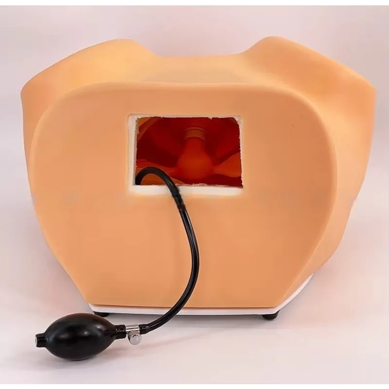 

unique Advanced Gynecological Internal Examination Training Model for Women Obstetrics Gynecology Visual Inspection Medical Scie