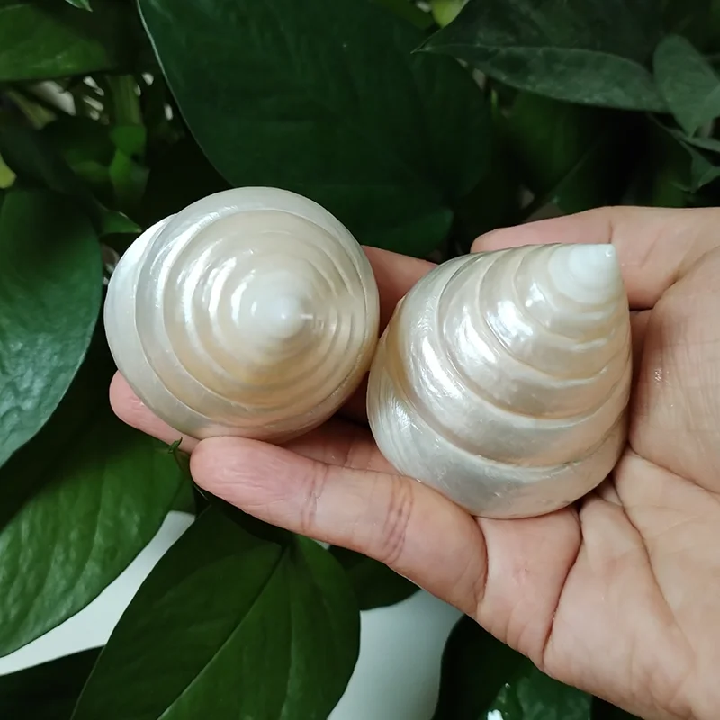 2 PCS Natural White Pearl Tower Snail Fluorescent Sea Shell Specimen Snail Hermit Crab Fish Tank Aquarium Decoration Kids Gifts