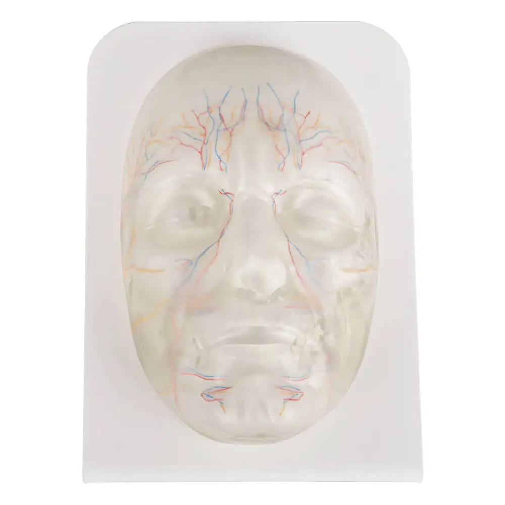 Ultrassist Transparent Facial Injection Training Model with Vessels & Nerves Anatomical Mannequin Face for Medical Students