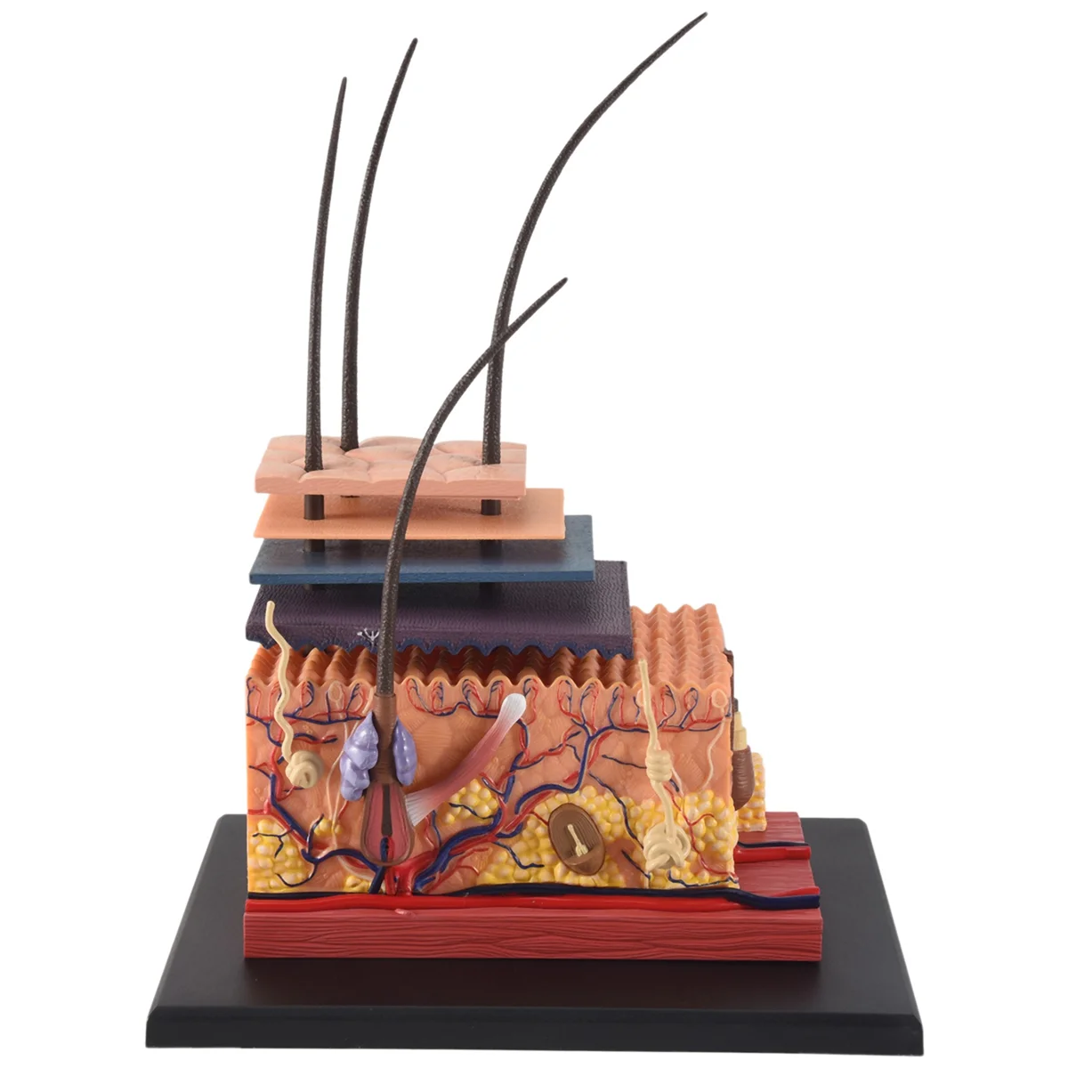 4D Human Skin Model Hair Organs Assembling Puzzle Model Teaching Model Manikin Science Anatomical Model image 3