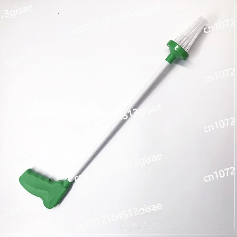 Insect Cockroach Bu…