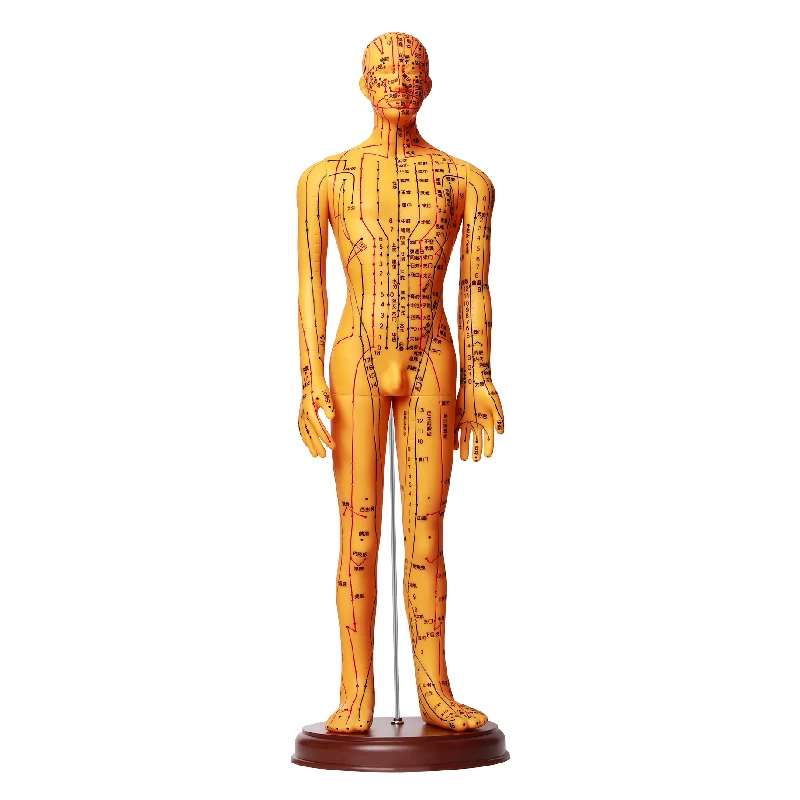 Chinese Medical Human Body Acupuncture Model for Meridian and Extraordinary Points 52cm