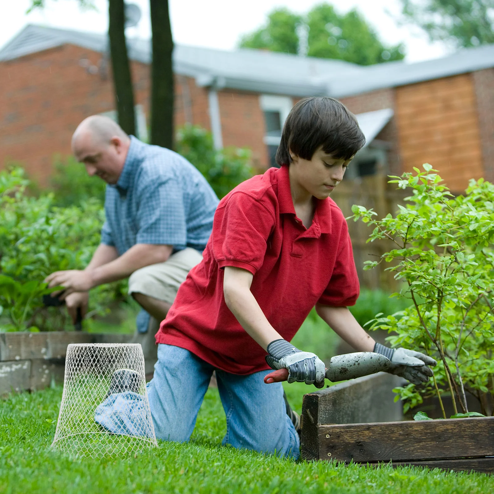 

1 комплект, прочные проволочные чехлы для растений, садовые клетки для рассады, фруктов, овощей, защита от погоды, садовые клещи, клош из куриной проволоки