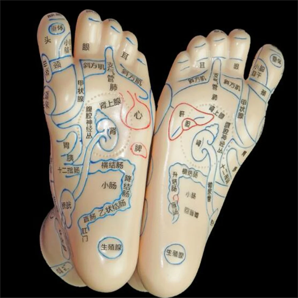 

1Pair Pvc Foot Mannequin for Teaching Meridian Acupoint & Sole Point Tool Medical Massage Reflection Area Map A339