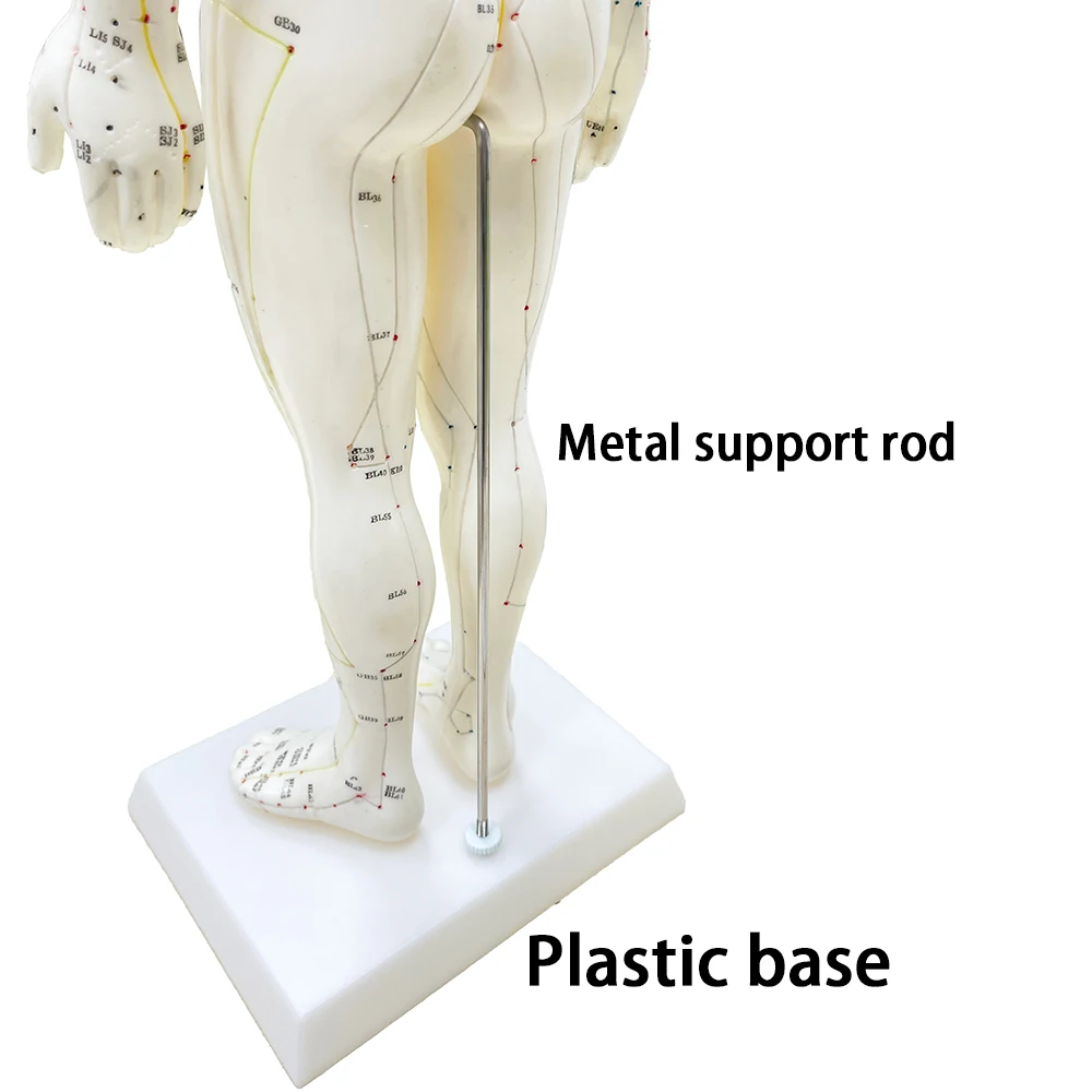 Human Body Acupuncture Model 48cm Female 50cm Male PVC Head Hand Foot Human Body Acupuncture Model Acupoint Model English Code