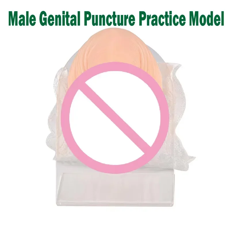 Silicone Male Genital Piercing Model with Acrylic Stand Piercing Acupuncture Practice Body Parts for Medical Student Education