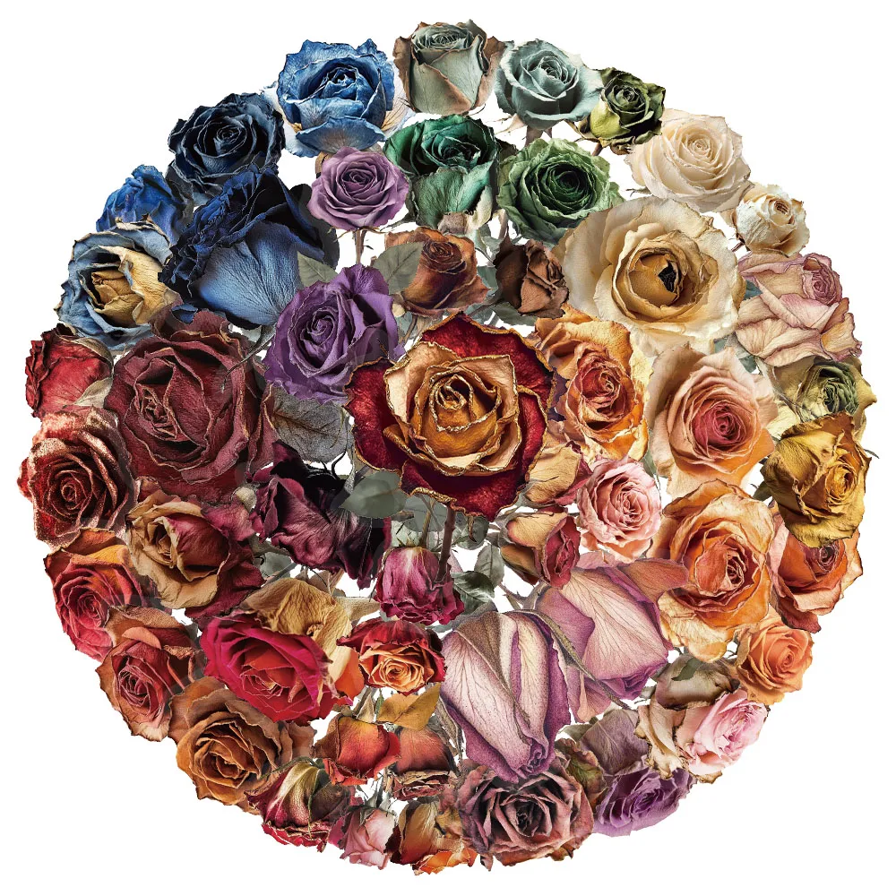 50PCS Creative Drie…