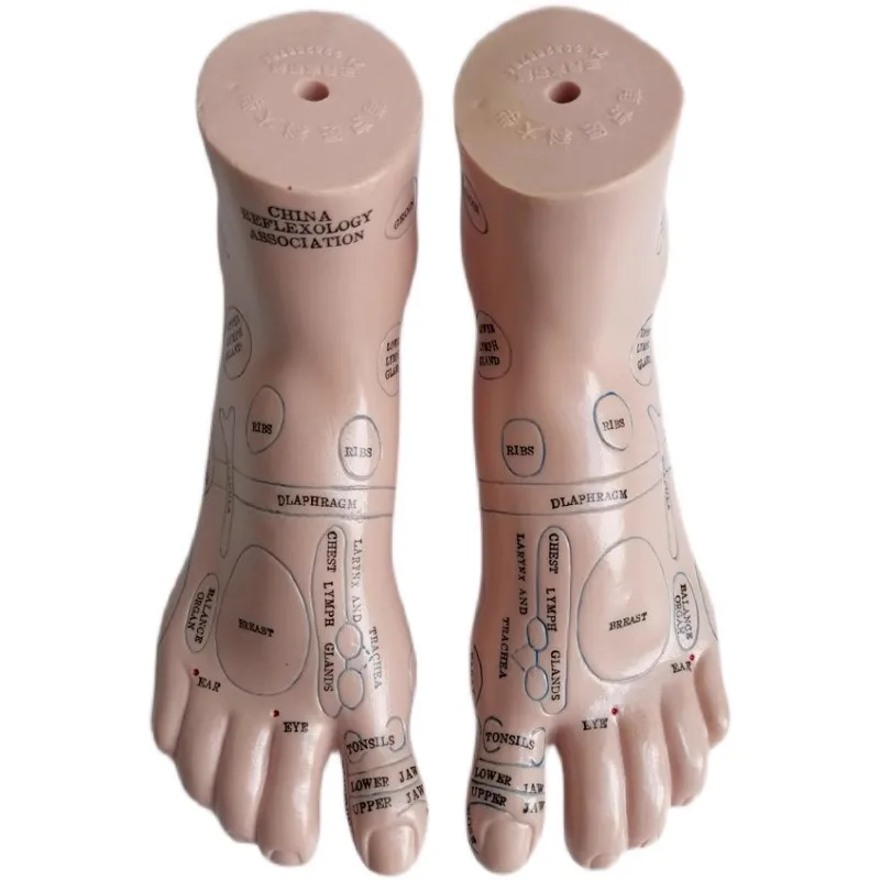 19cm Foot Zone Massage Model, Not Acupuncture Model, English Code TCM Feet Reflexology, 2pcs = 1 Pair
