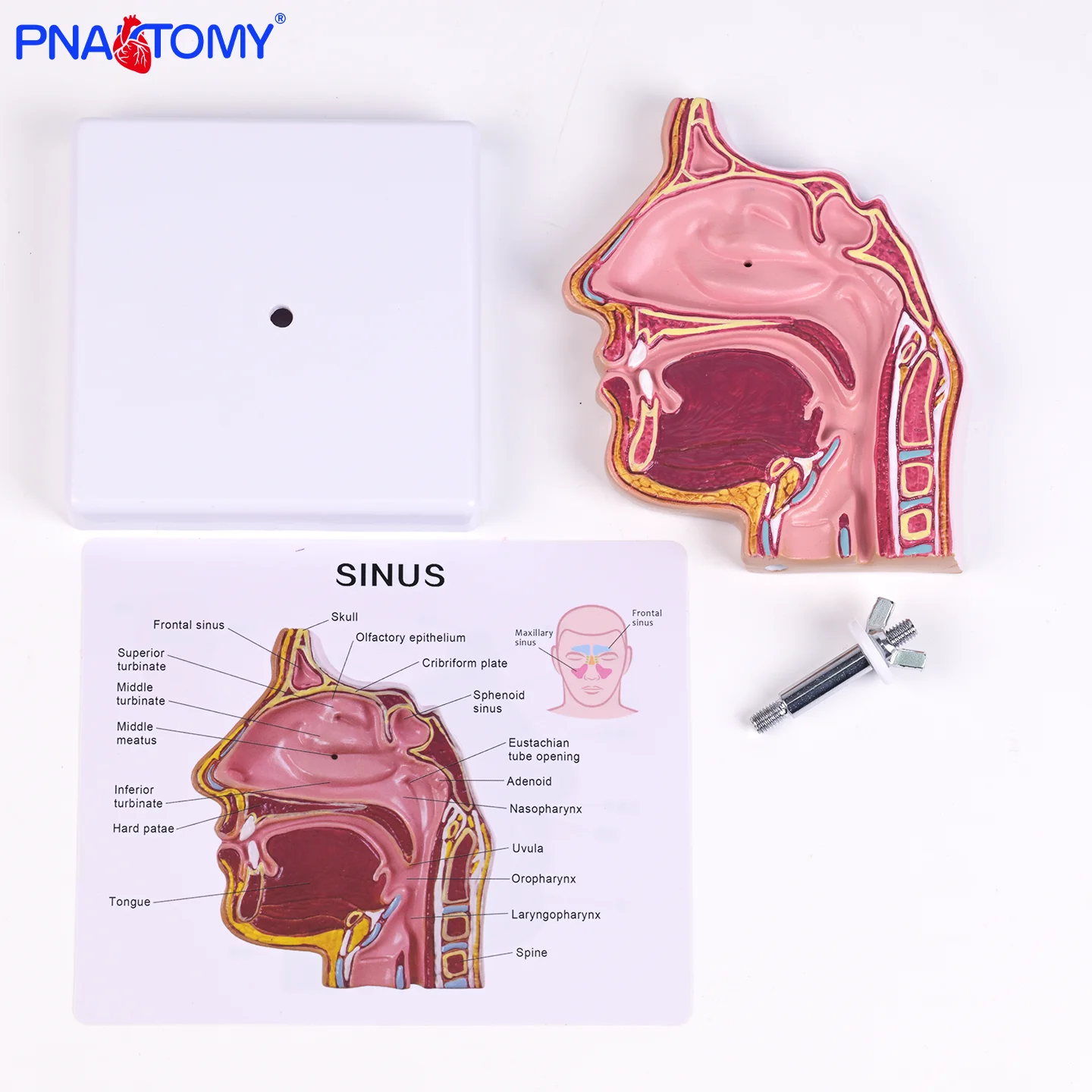 

Human body nose nasal cavity structure anatomy otolaryngology model medical five senses nasal cavity