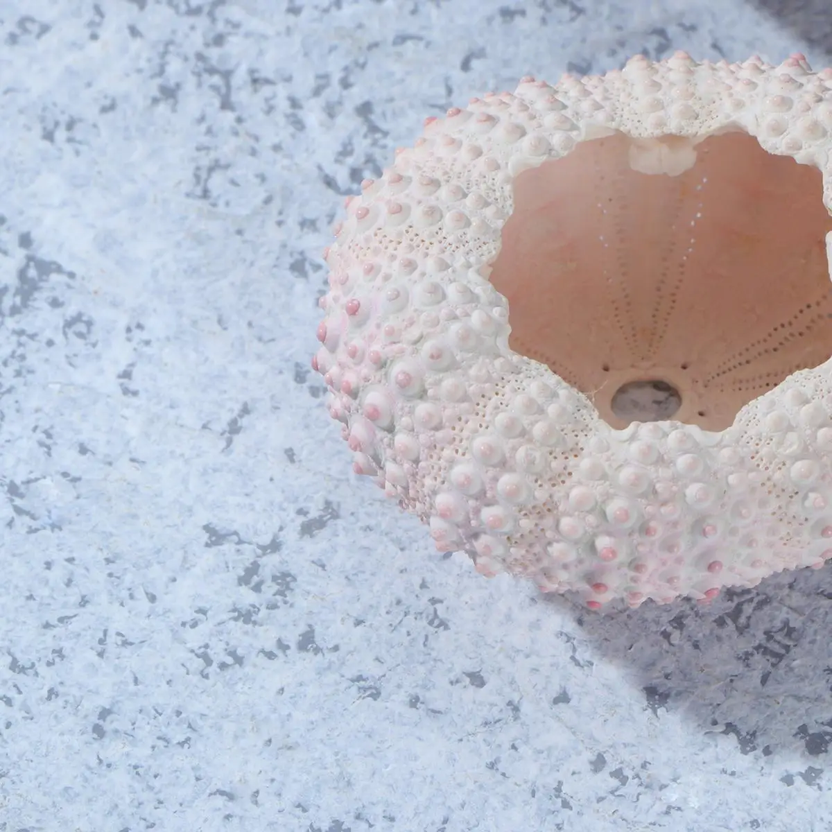 6 Pcs Sea ​​ Shell DIY Hand Craft Material Natural Planting Holder Tillandsia Plants Container Shells