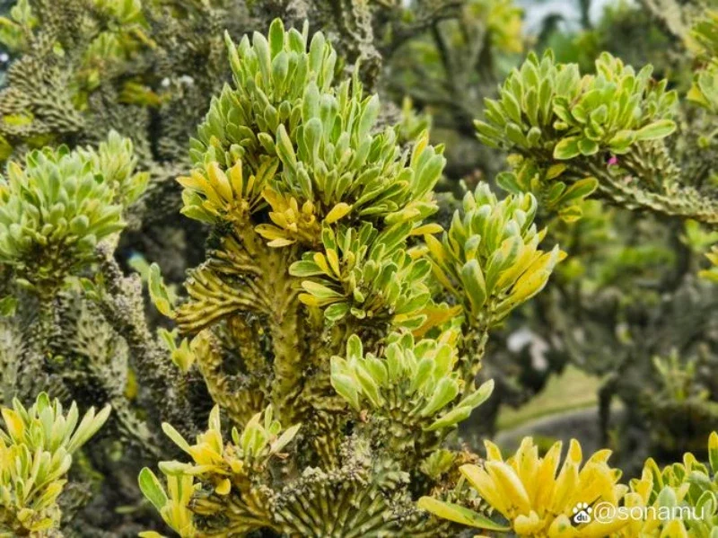 

for Subaru Outback paint pen Supplies Modification Accessories Car paint scratch repair car scratch remover Paint repair set