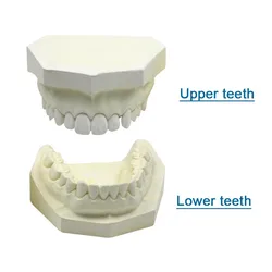 Materiały stomatologiczne zębów Model gipsowy dentysta Student Model zębów do nauczania Dental Model demonstracyjny