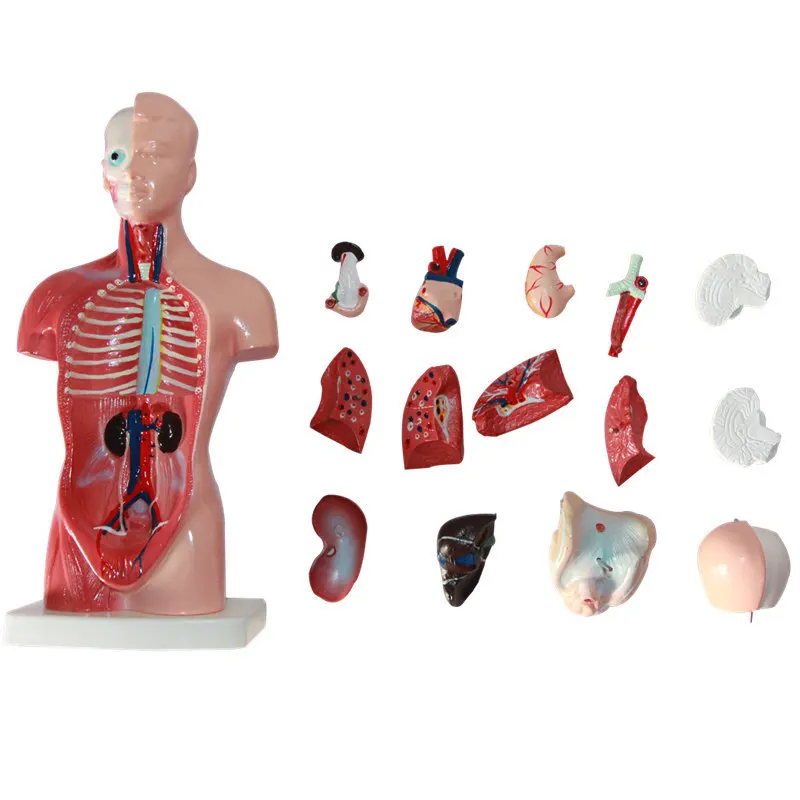 Human Torso model 26CM human internal organs Human Anatomy Torso anatomical model Medical supplies for school teaching