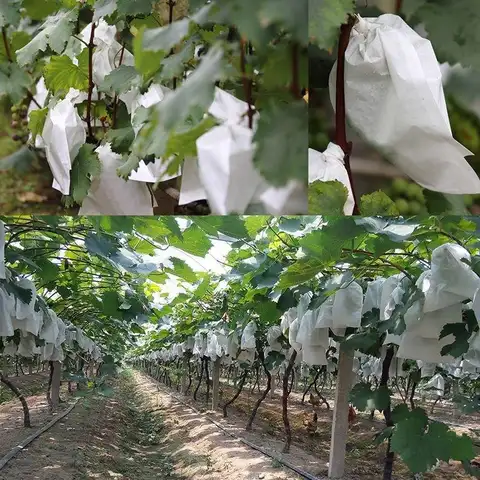 Fruit Protection Bags with Drawstring Fruit Tree Netting Cover Organza Mesh Tomato Bags Pest Barrier for Apples Mango Grape 50pc