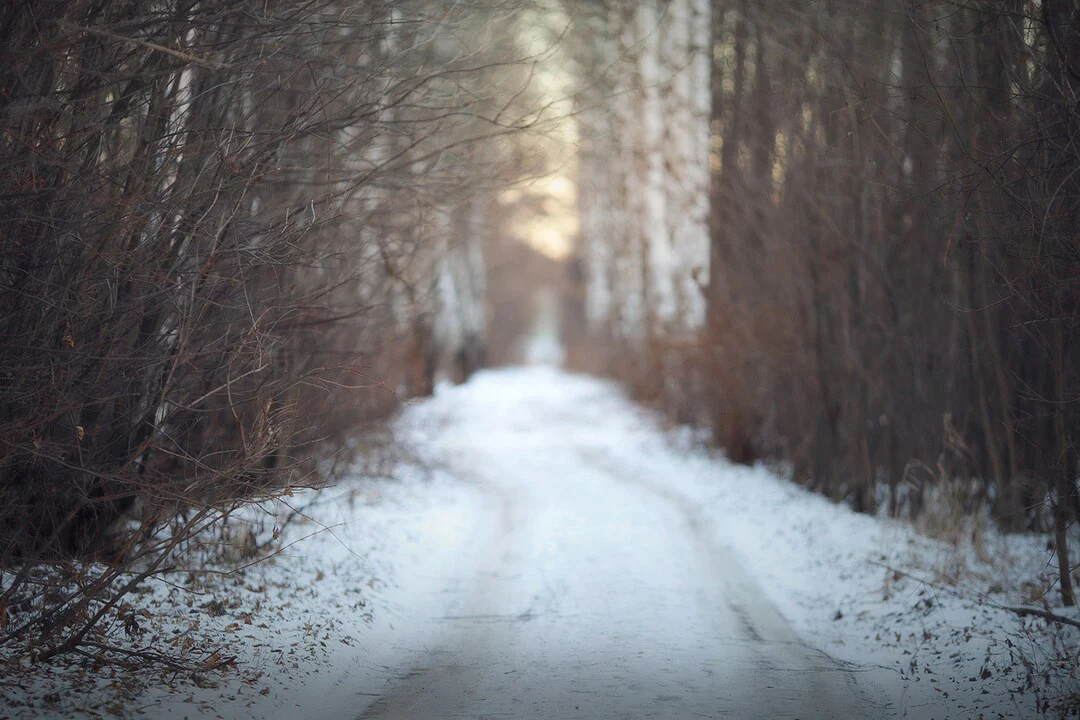 

Winter Path Snowy Pine Tree Path Christmas bokeh backdrops High quality computer print scenic Photography Studio Backgrounds