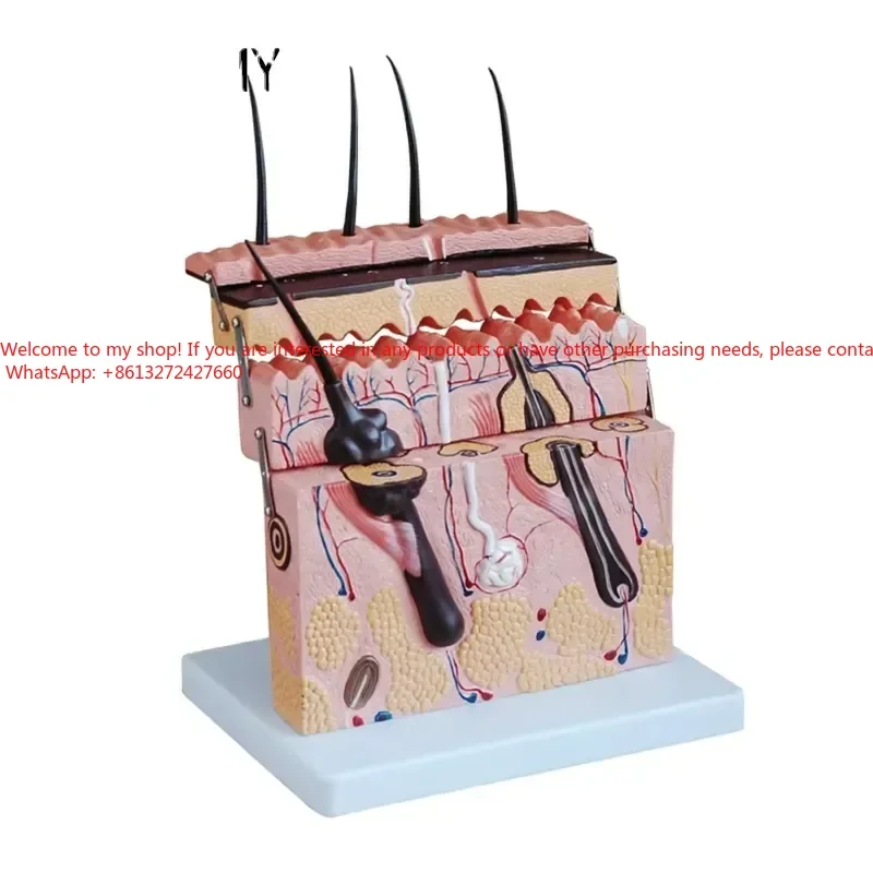 PVC Medical Science Anatomical Model Layer Structure Structure Enlargement Model
