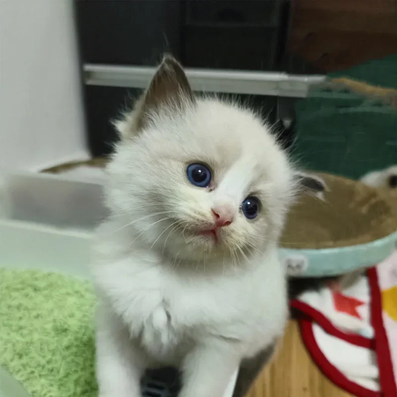 

For Volkswagen VW Golf 7 2013-2020 B/C Pillar Stickers - PC Window Decorative Trim for Middle Pillar,Car Exterior Accessories