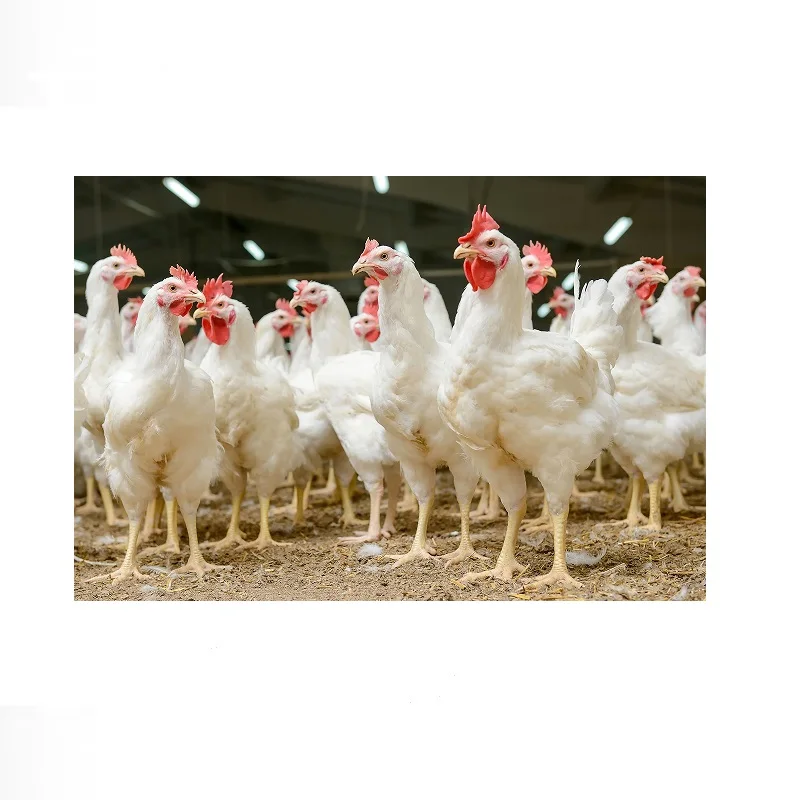 a flock of broiler chickens,Art Picture Print Silk Poster Home Wall Decor