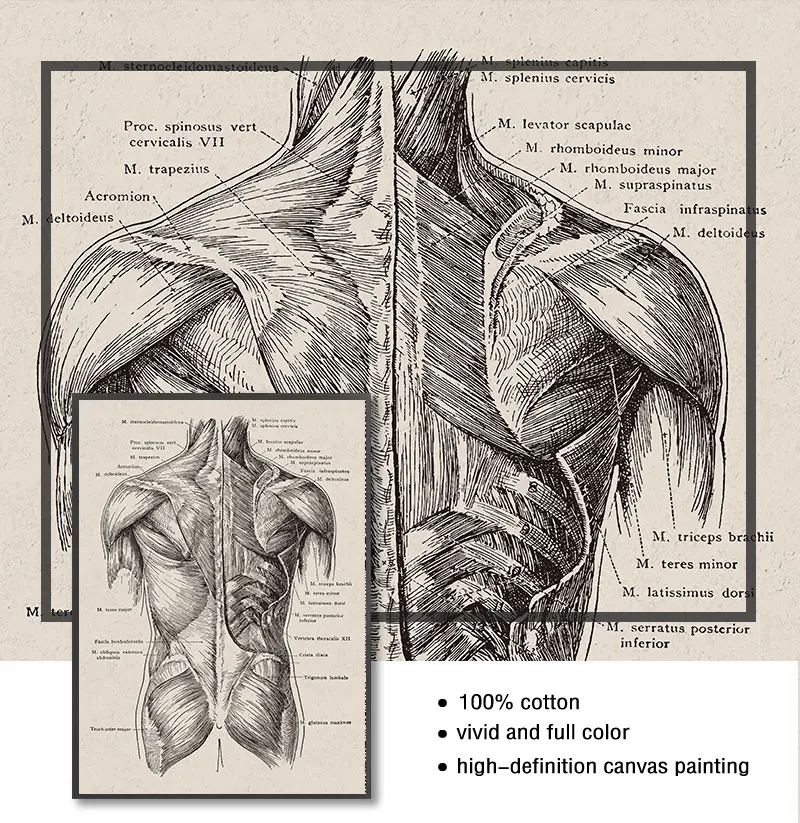 Nordic Canvas Print Education Painting Modern Decor Human Anatomy Artwork Medical Wall Picture Muscle Skeleton Vintage Poster