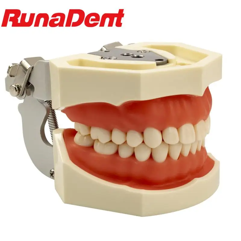 Removable Dental model Teeth model gum teeth Teaching Model Standard Dental Typodont Model Demonstration With Removable Tooth