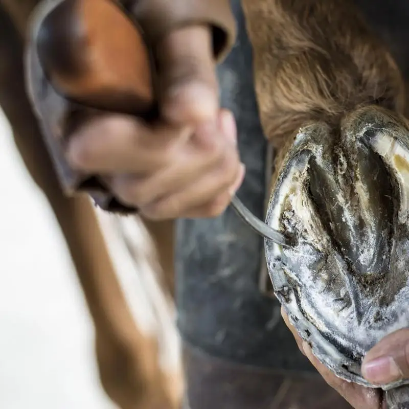 

Horse Hoof Trimming Tools Cows Trimming Tools Anti-Slip Professional Nail Palm Set For Equine Livestock Barn Grooming Shearing