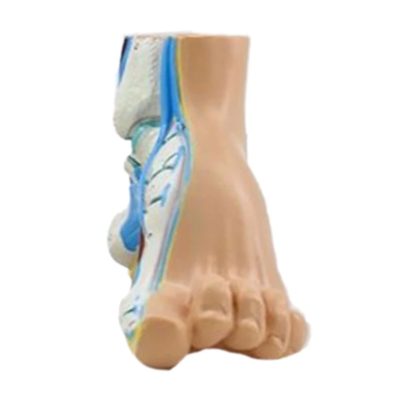 J6PA Normal/Flat/High Arched Foot Anatomy Model, Anatomical Foot Ankle Joint Model