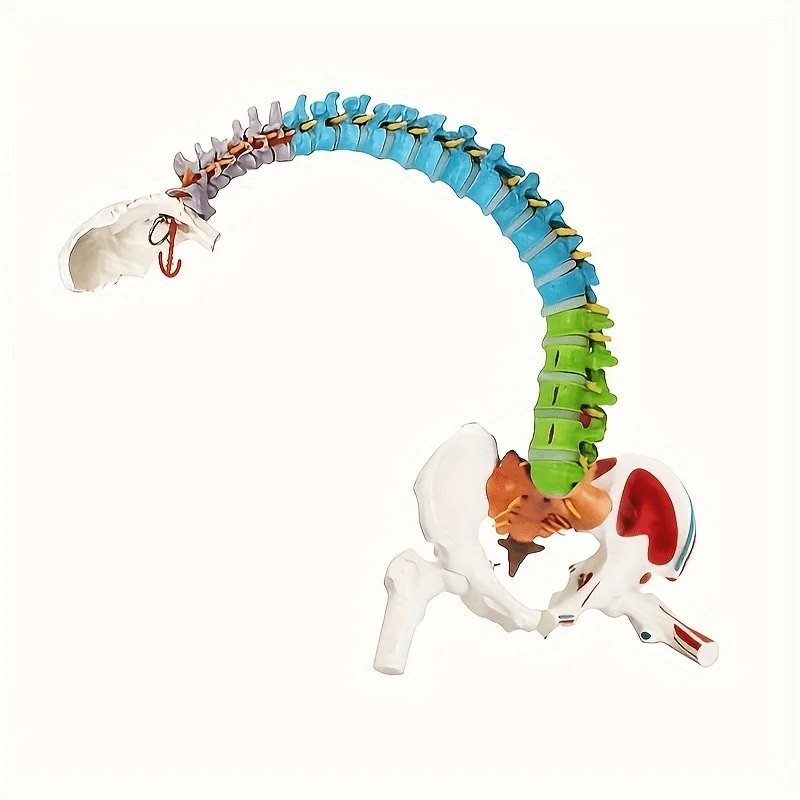 Colorful Pelvic Model, Movable Lumbar Spine Pelvic Floor Anatomy Teaching Tool Human Skeleton for Rehab Spinal Recovery Training