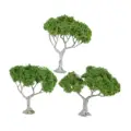 broadleaf tree