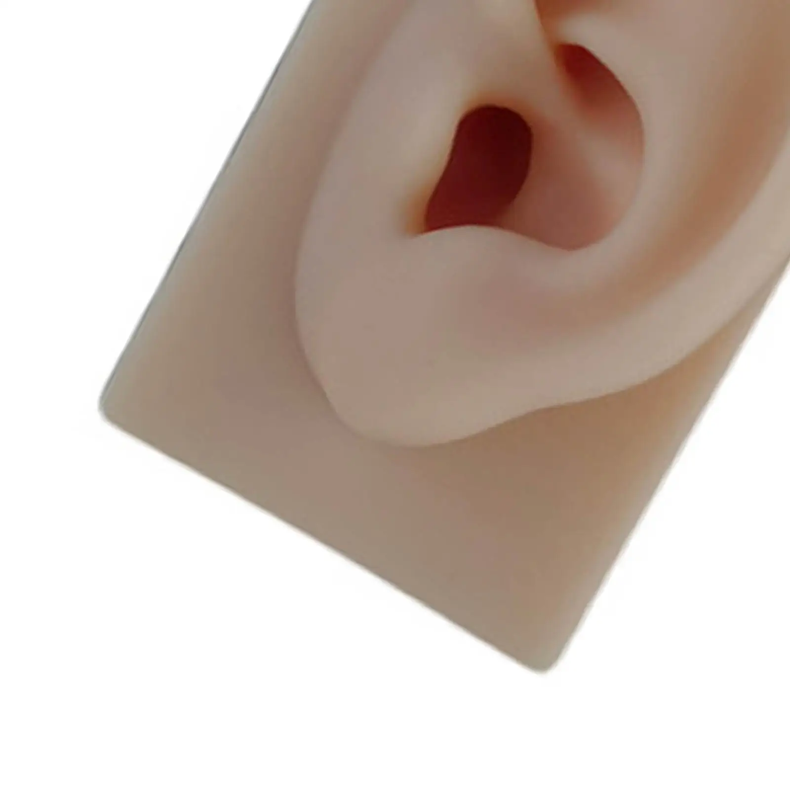 Natural Size Human Ear Model Flexible Silicone Mold for Piercing Practice Jewelry Display Anatomy Teaching