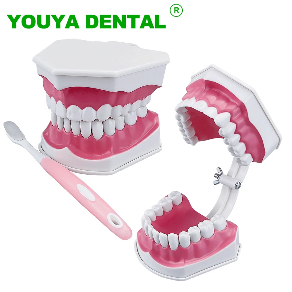 Dental Demonstration Model Standard Brushing Teeth Teaching Study Model With Toothbrush Dentistry Oral Medical Education Tools